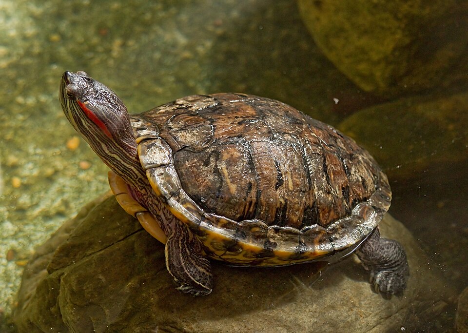 Red eared slider turtle