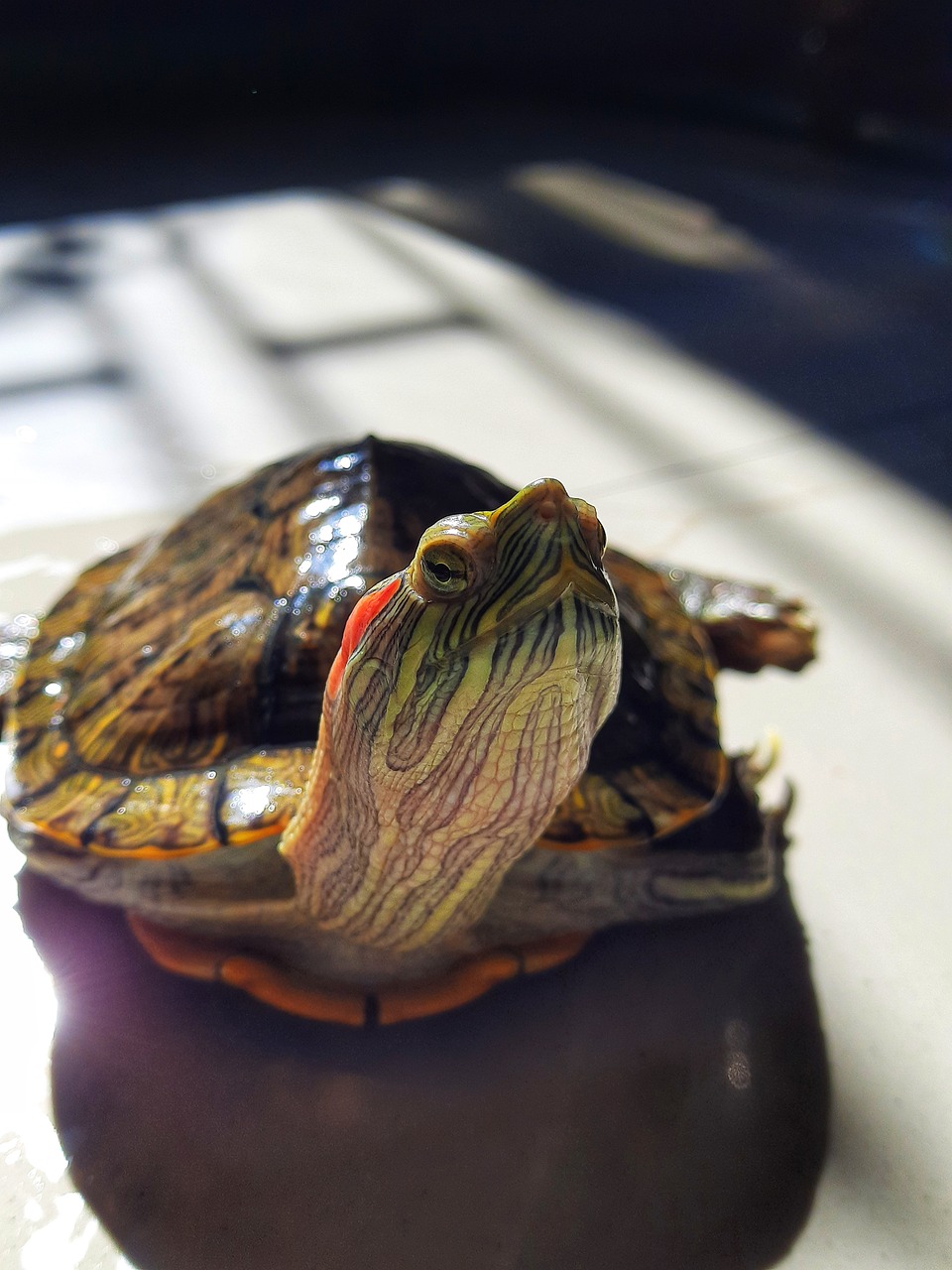 turtle, tortoise, reptile, shell, red eared slider