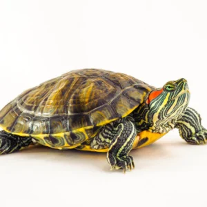 red-eared_slider turtle